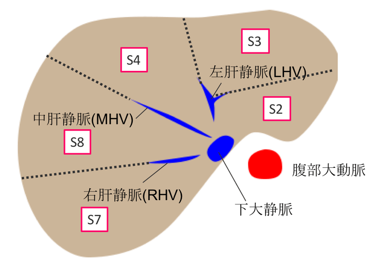 保存版】肝臓の解剖まとめ！CT画像での区域の覚え方！